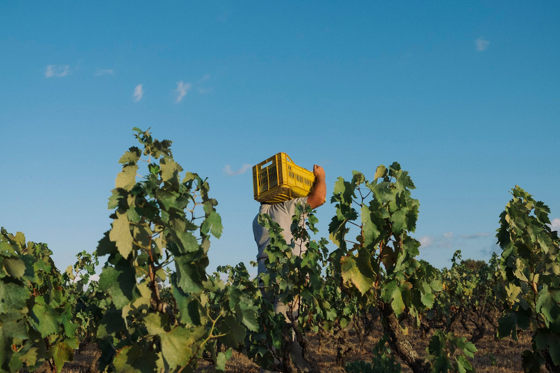 dei agre vini naturali -vendemmia