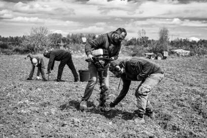 Piantumazione di una nuova vigna di uve bianche autoctone salentine nei terreni dell'azienda Dei Agre